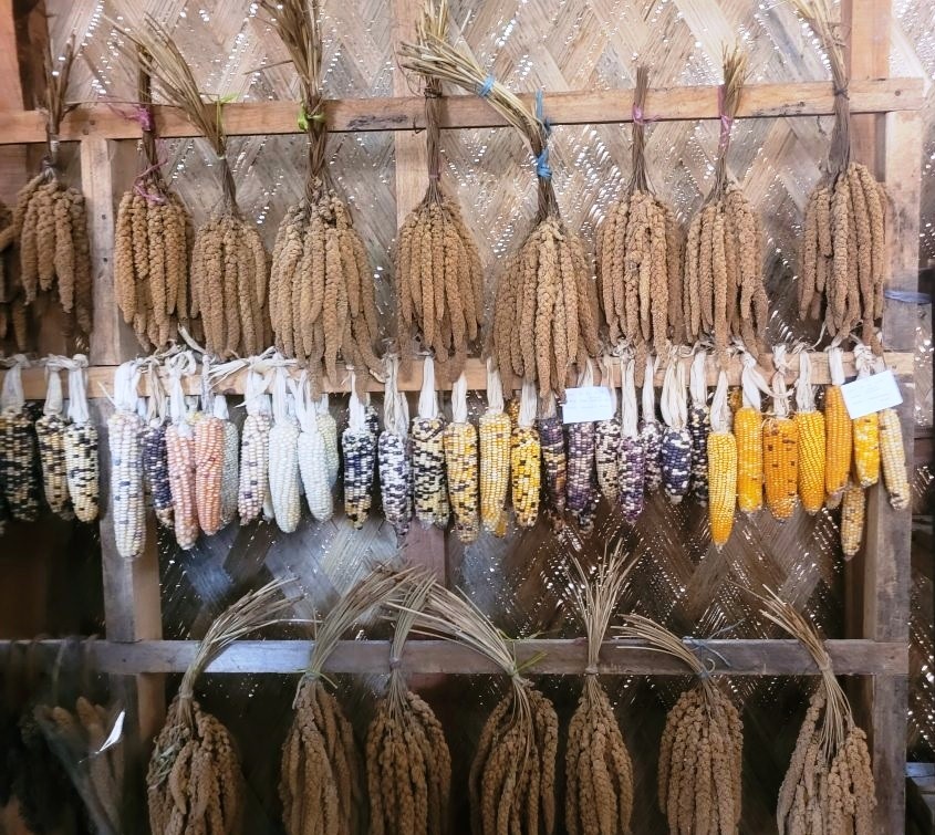 Varieties of seeds on display at a Seed bank in Nagaland. Four educational institutions have committed to a shared ‘inclusive education and curriculum’ aimed at safeguarding Indigenous farming knowledge, seed diversity and food sovereignty in the Naga region. (File Photo)